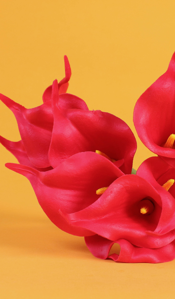 Красные цветы каллы на желтом фоне