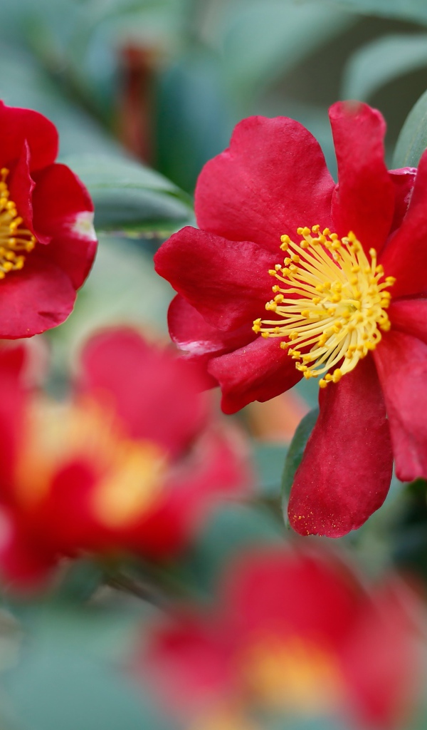 Red camellia flowers with green leaves