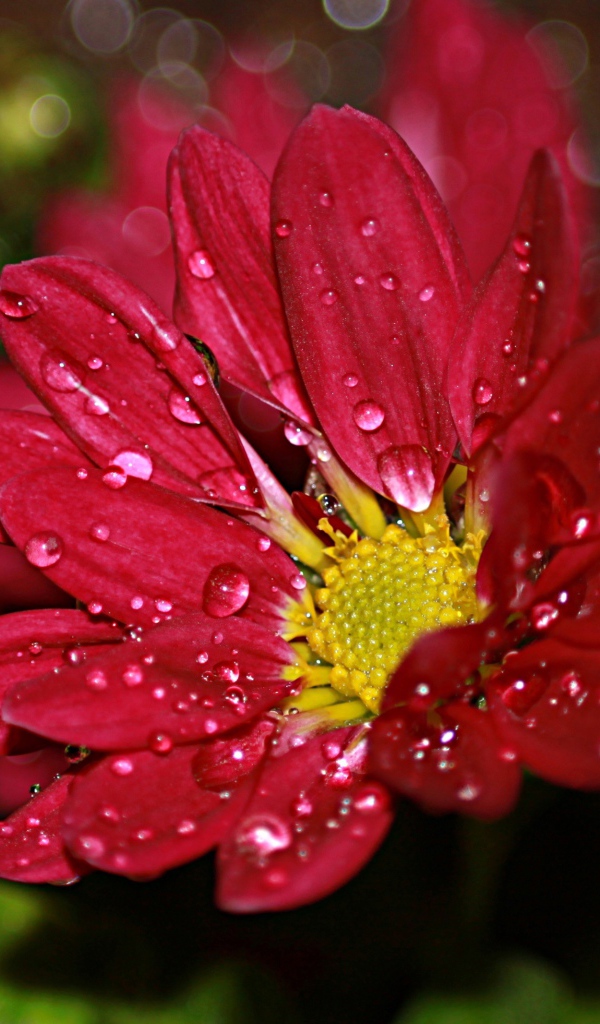 Красный цветок хризантемы в каплях воды 