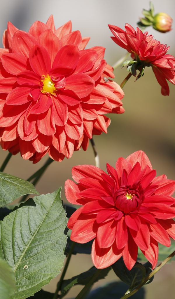 Красные цветы георгин с бутонами на клумбе 