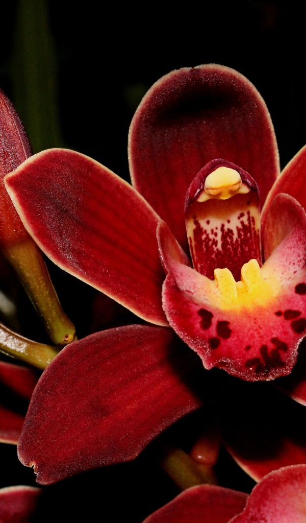 Красные экзотические орхидеи с бутонами на черном фоне