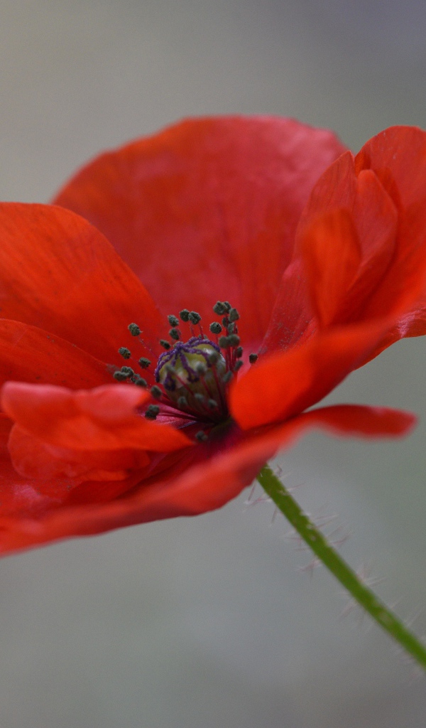 Красный цветок полевого мака крупным планом