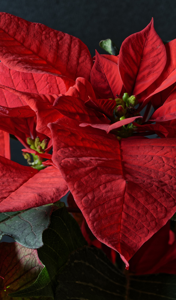 Красные цветы молочай в комнате