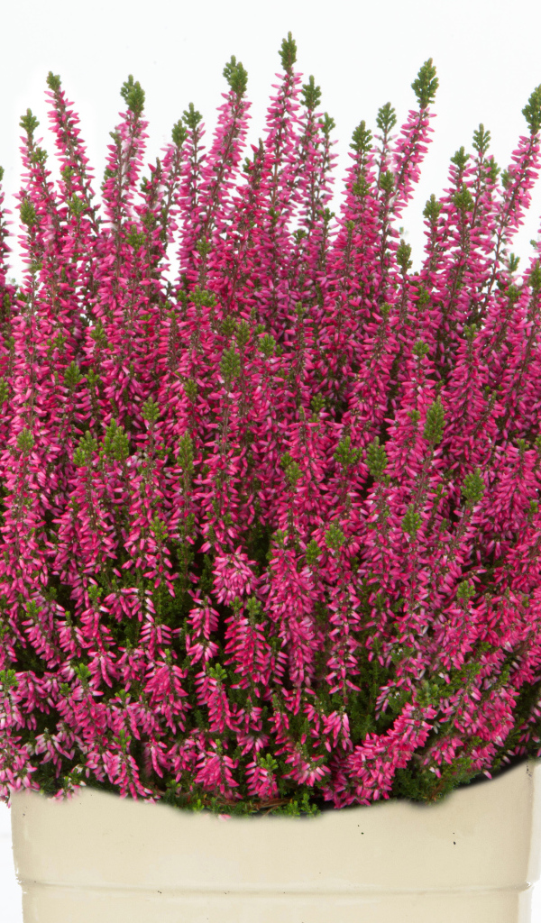 Красные цветы вереск в вазе на белом фоне