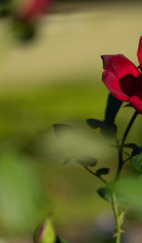 Красный садовый цветок розы в лучах солнца