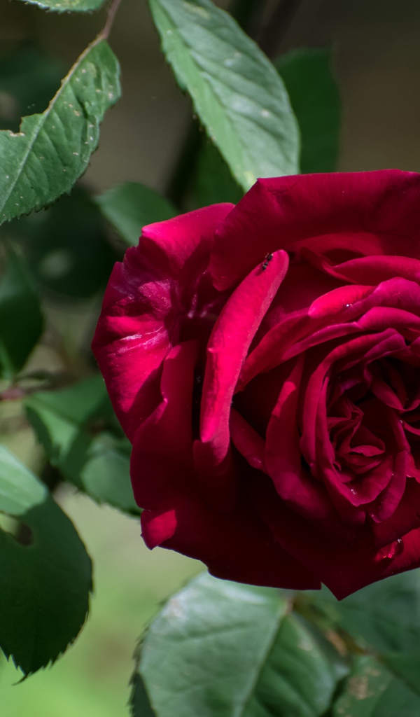 Красная садовая роза с зелеными листьями крупным планом