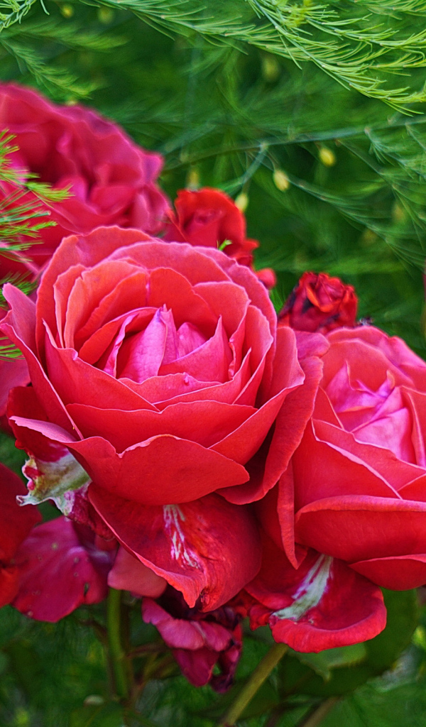 Красные садовые розы на клумбе с зелеными листьями