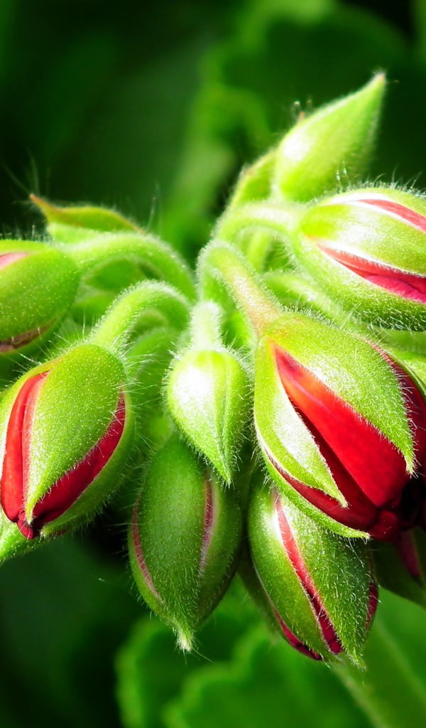 Красные цветы герани распускаются 