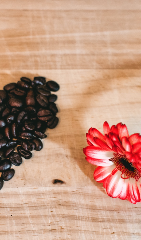 Красная гербера и сердце из кофейных зерен на столе 