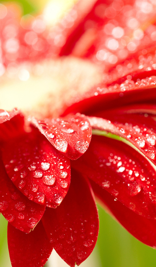 Красный цветок герберы с каплями воды на лепестках 