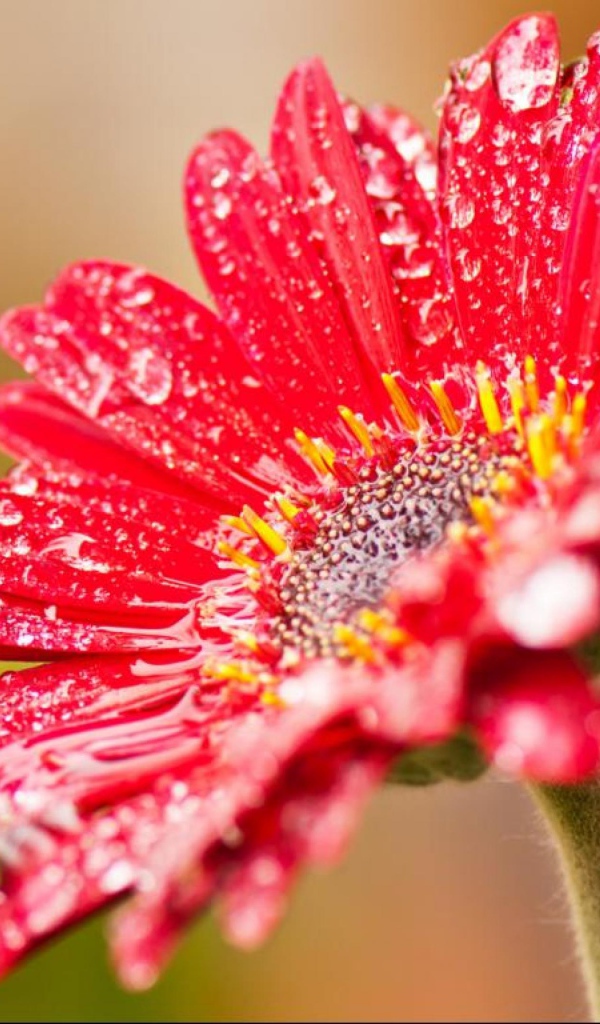 Красный цветок герберы с мокрыми лепестками