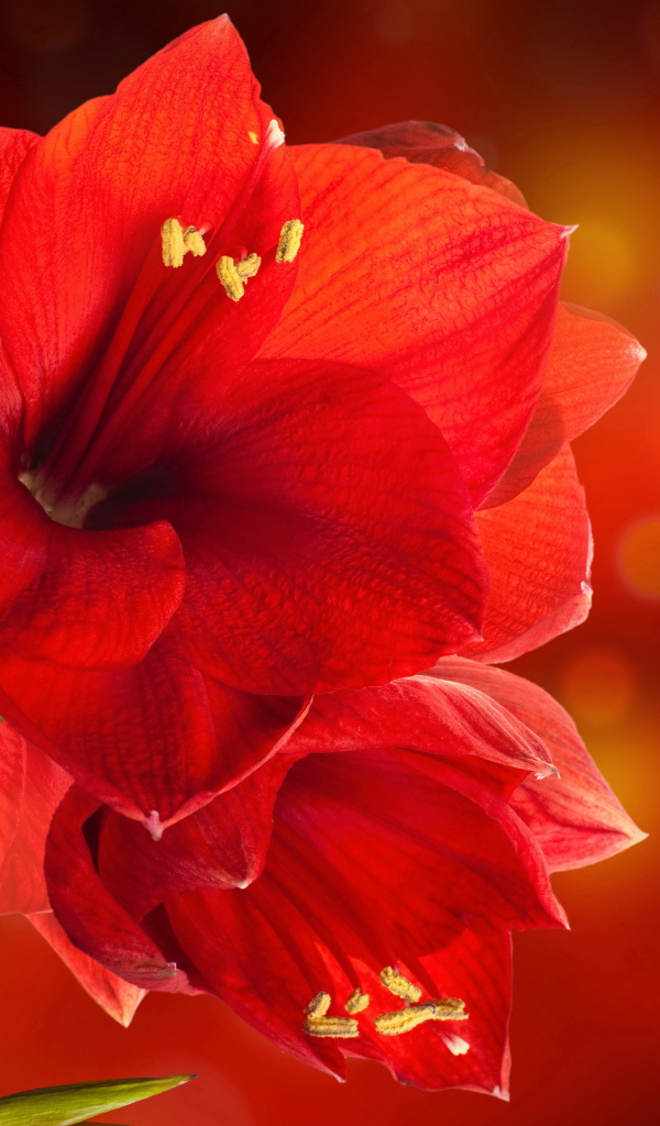 Красные комнатные цветы амариллис крупным планом