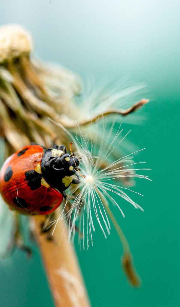 Красная божья коровка на одуванчике