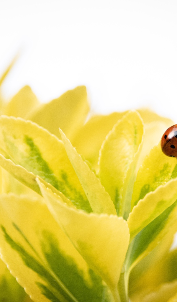 Красная божья коровка на зеленых листьях 