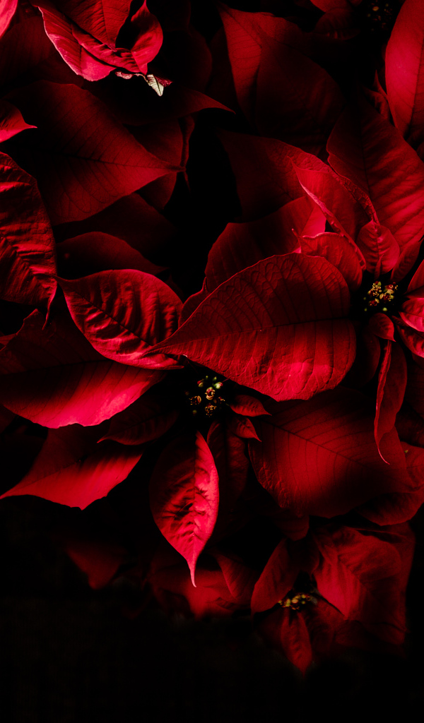 Красные листья комнатного молочая на черном фоне 