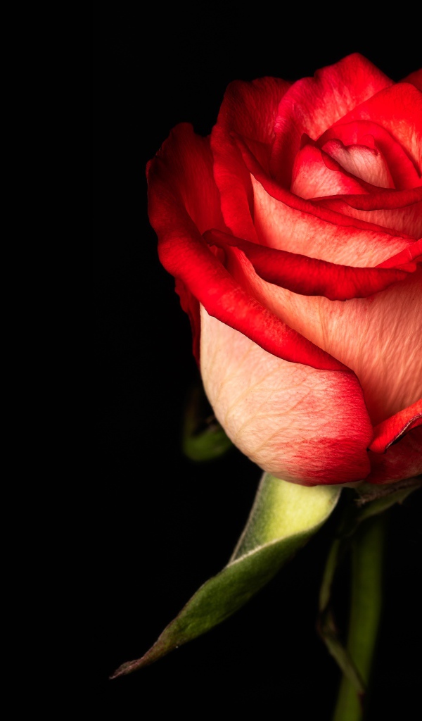 Красная одинокая роза на черном фоне