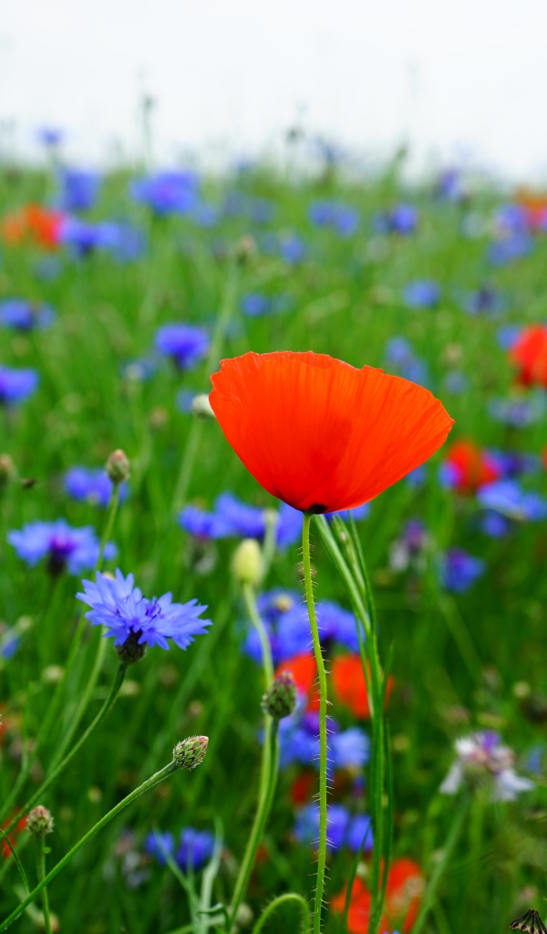 Красные маки и голубые васильки в поле 