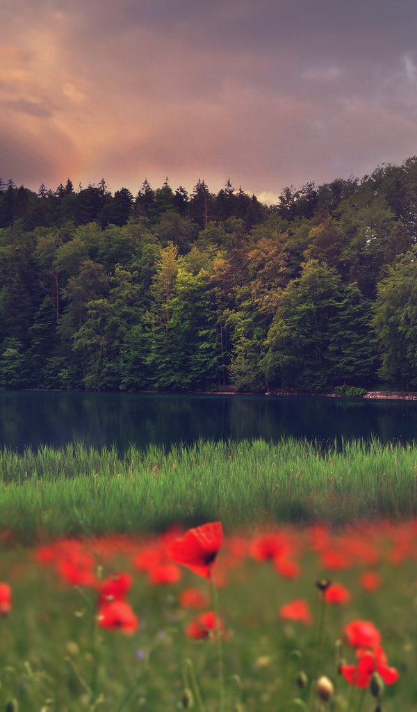 Красные маки растут на берегу лесного озера 