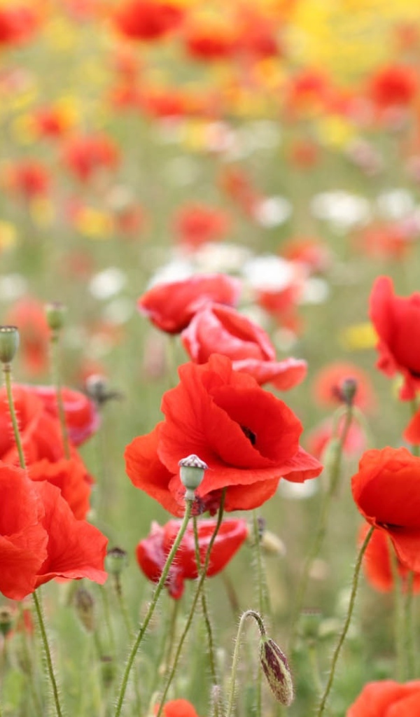 Красные маки в поле летним днем