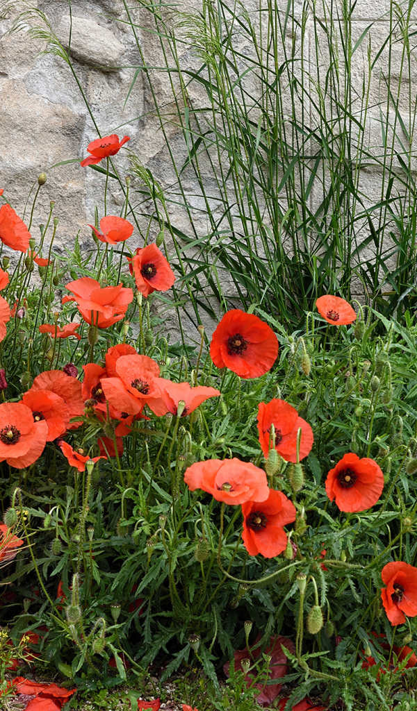 Красные маки в зеленой траве у стены 