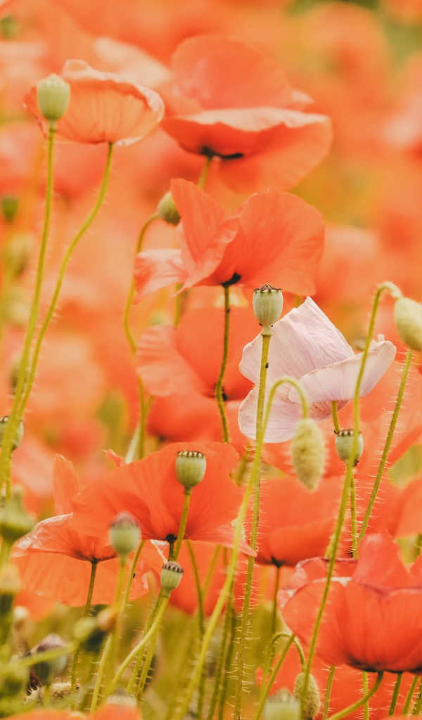 Красные маки на поле крупным планом