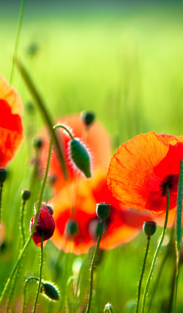 Красные маки с бутонами на поле в лучах солнца 