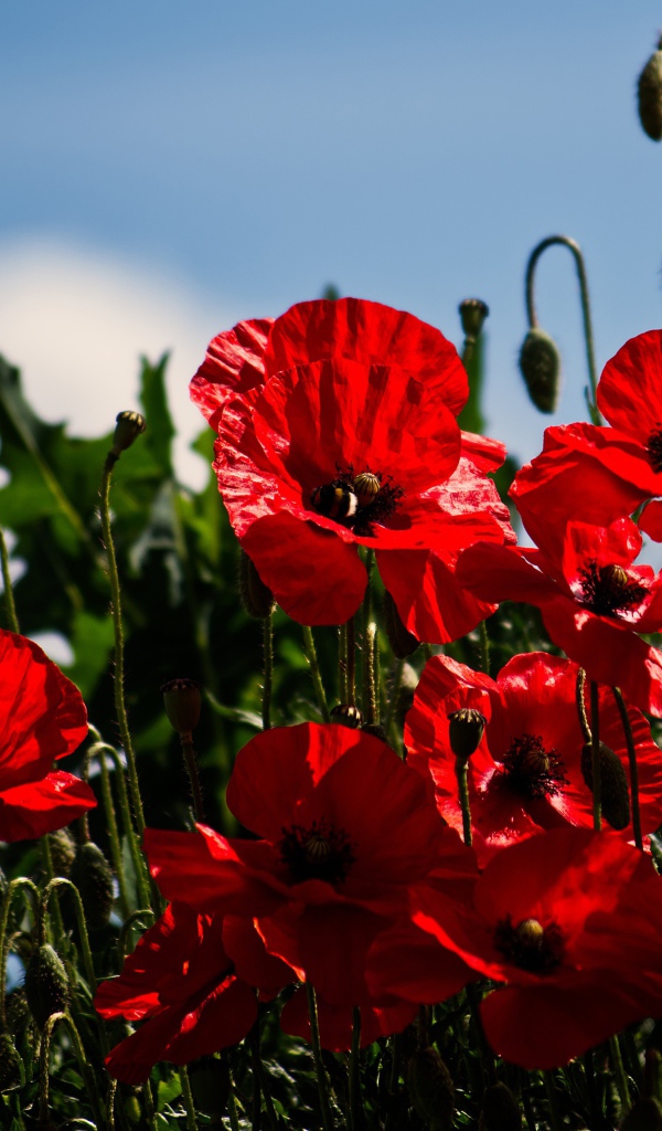 Красные маки с бутонами под голубым небом в лучах солнца