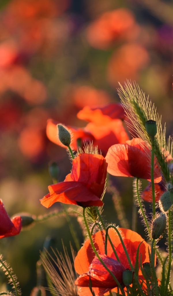 Красные маки с зелеными колосками в лучах солнца