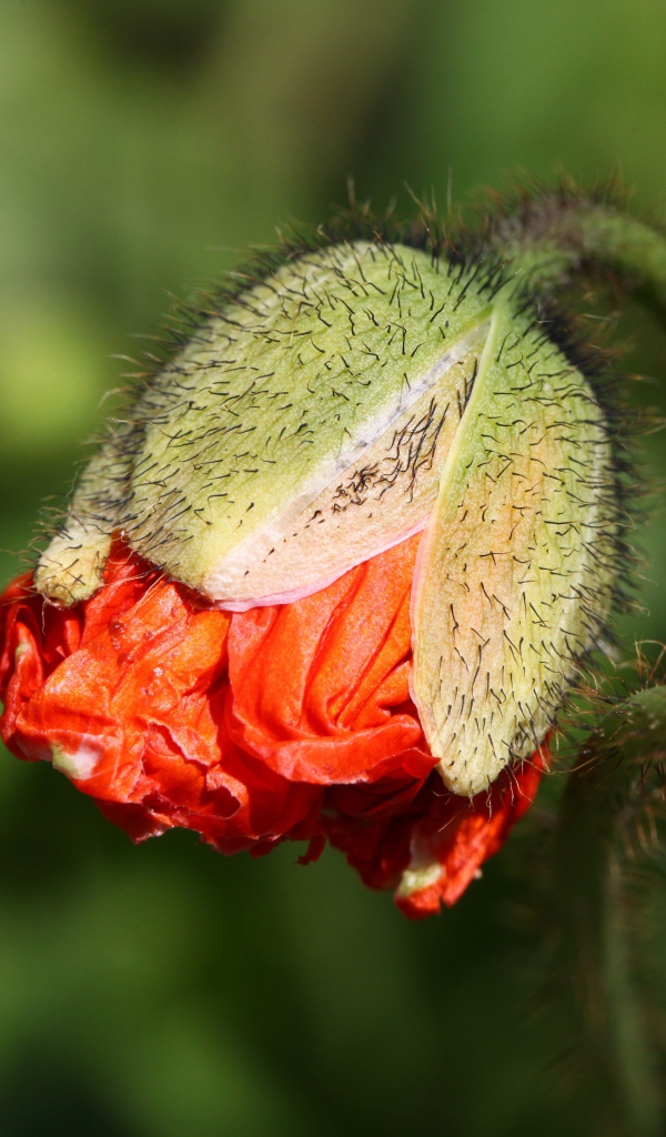 Бутон красного мака в лучах солнца