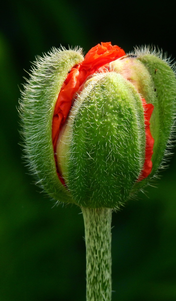 Цветок красного мака распускается на клумбе