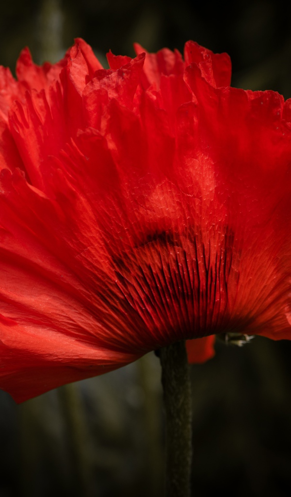 Красный цветок мака крупным планом 