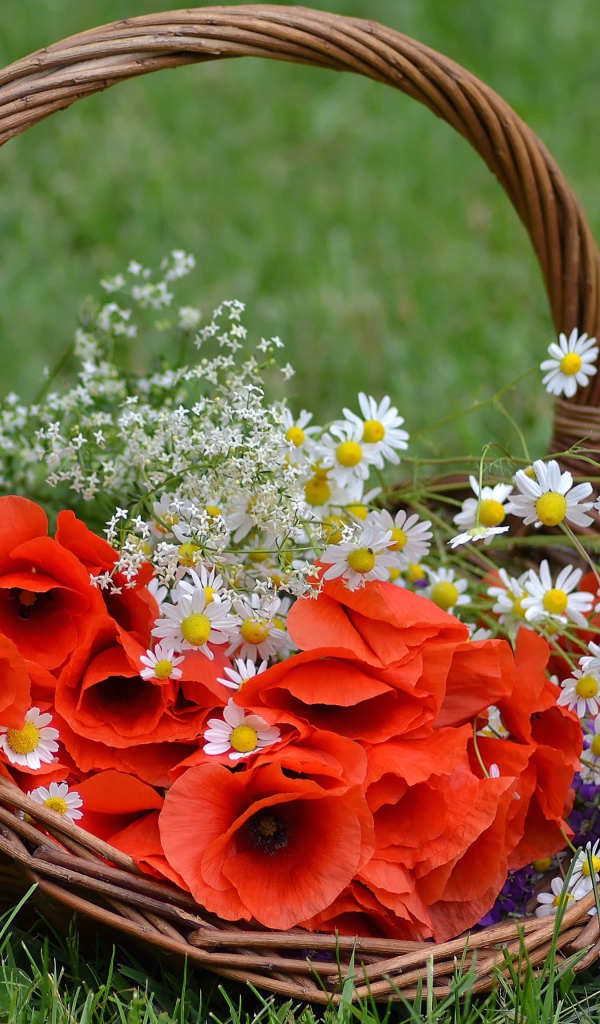 Красные цветы мака в корзине с полевыми ромашками 