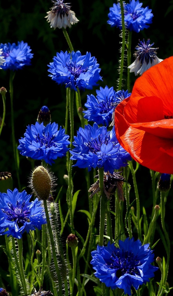 Красный мак на поле с голубыми васильками 