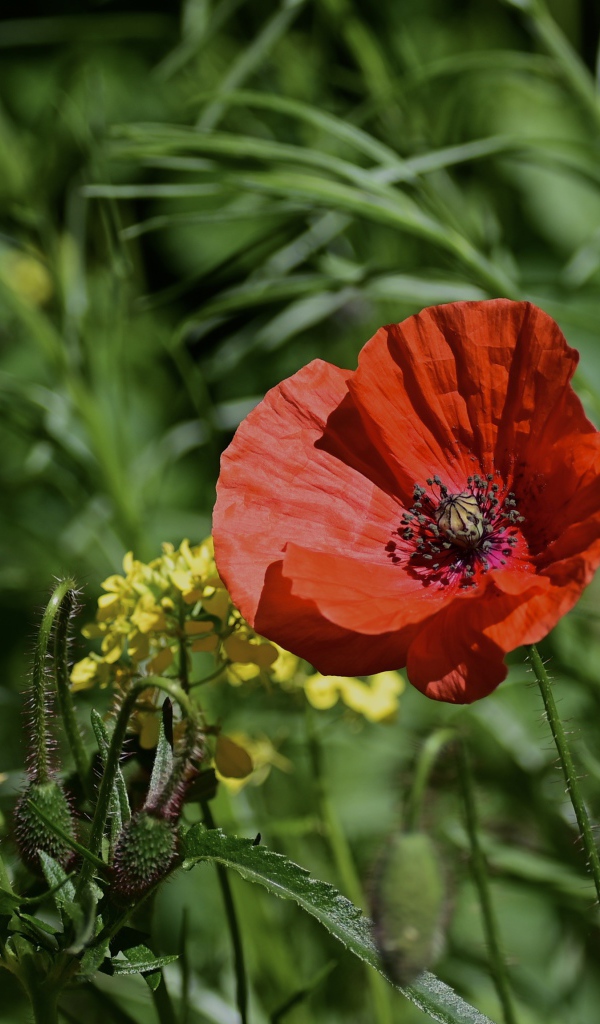 Красный мак с бутонами и полевой травой в лучах солнца