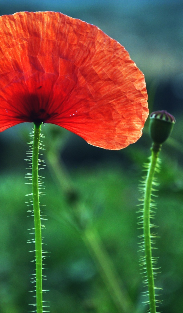 Красный мак с бутонами на поле крупным планом 