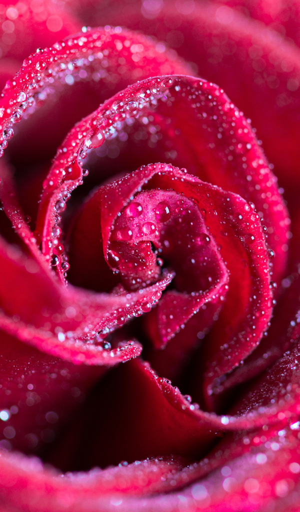 Красная роза в каплях росы крупным планом