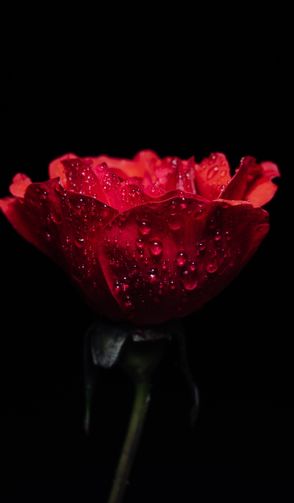 Красная роза в каплях росы на черном фоне