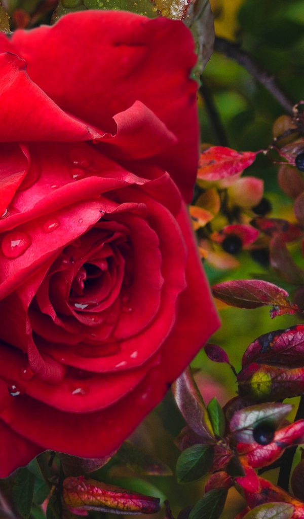 Красная роза в каплях дождя с черными ягодами