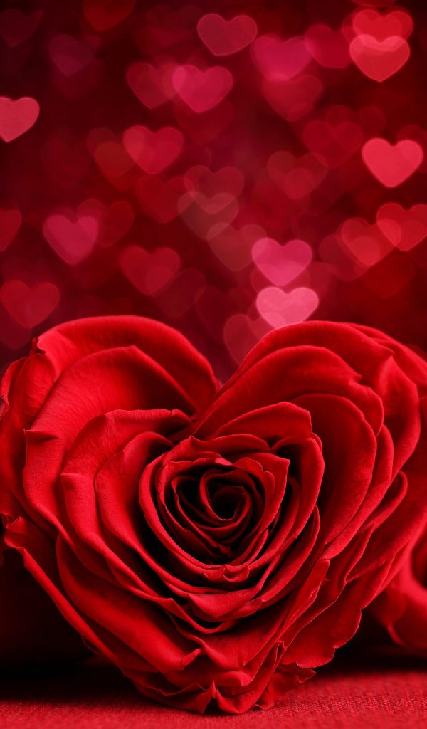 Красная роза в форме сердца на фоне с сердечками