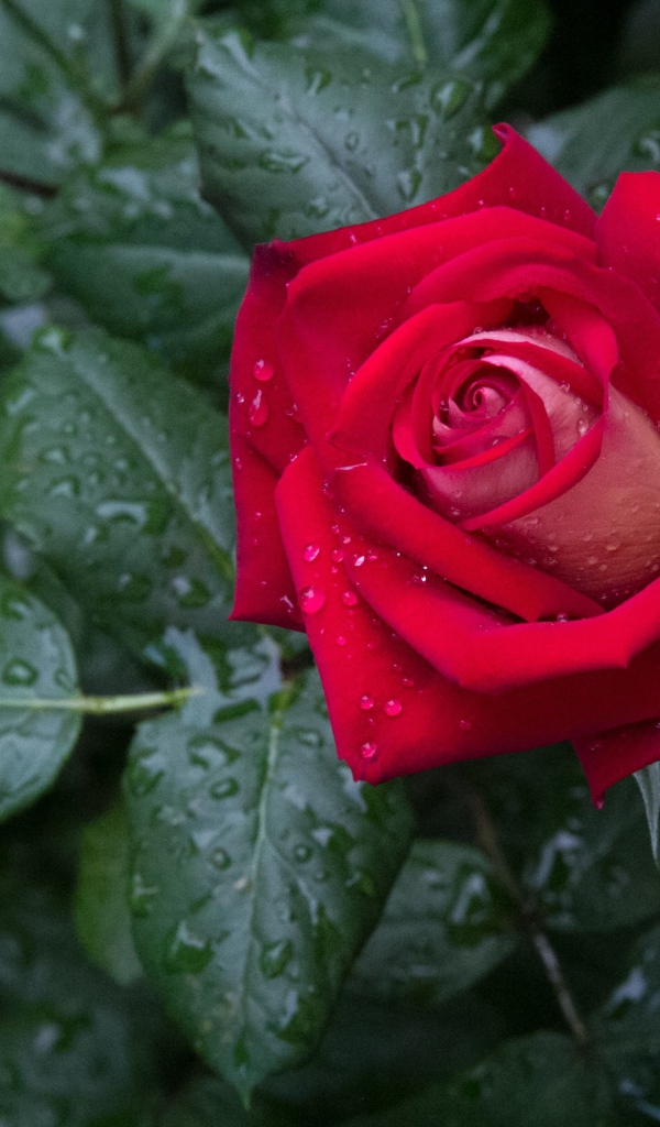 Красная роза с зелеными листьями в каплях дождя 