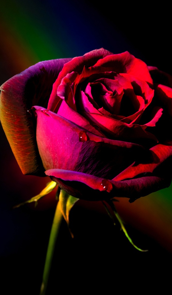 Красная роза с радужным фоном