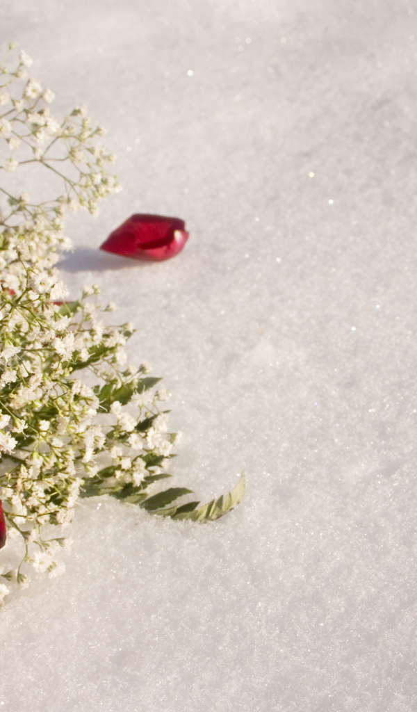 Красная роза с белыми цветами на снегу