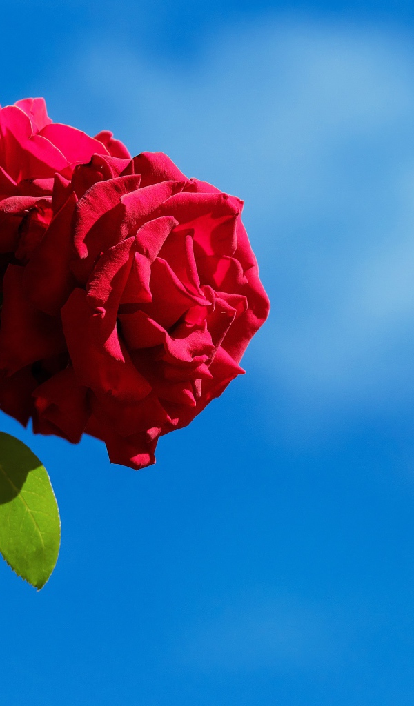 Красные розы с бутонами на фоне голубого неба