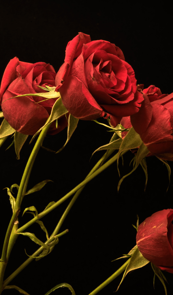 Красные маленькие розы на черном фоне