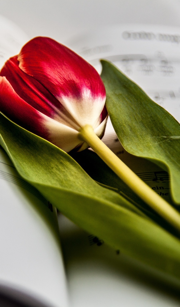 Красный тюльпан с зелеными листьями лежит на нотной тетради