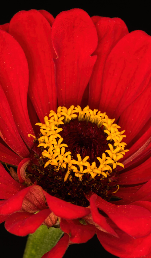 Красный цветок цинния на черном фоне