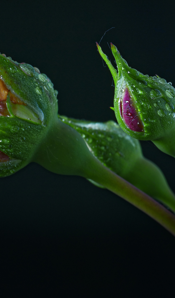 Бутоны розы в каплях воды на черном фоне