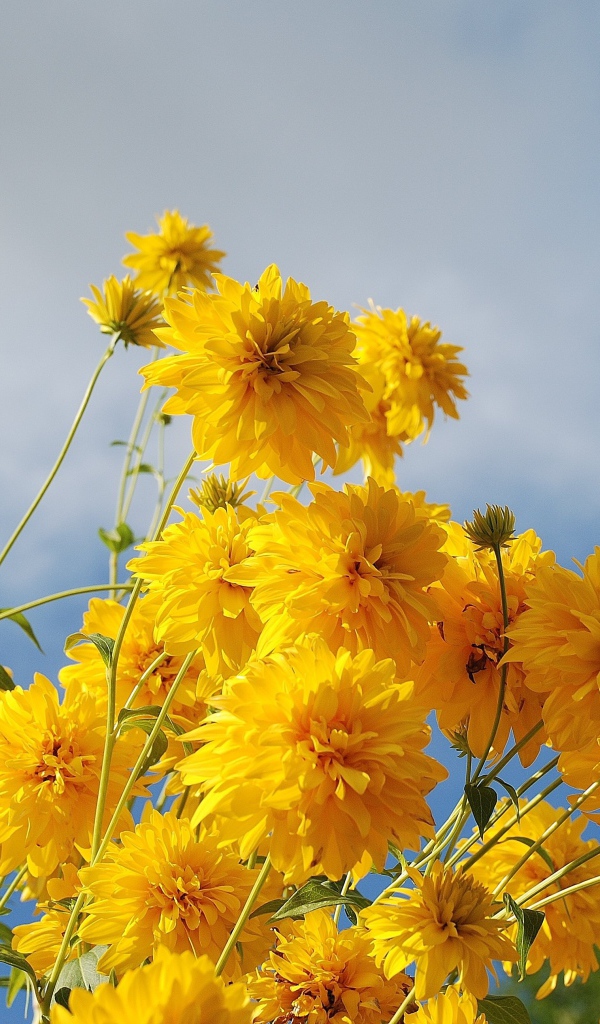 Рудбекия золотые шары на фоне неба