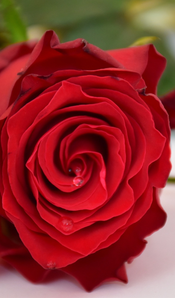 Алая роза в каплями росы на белом столе 