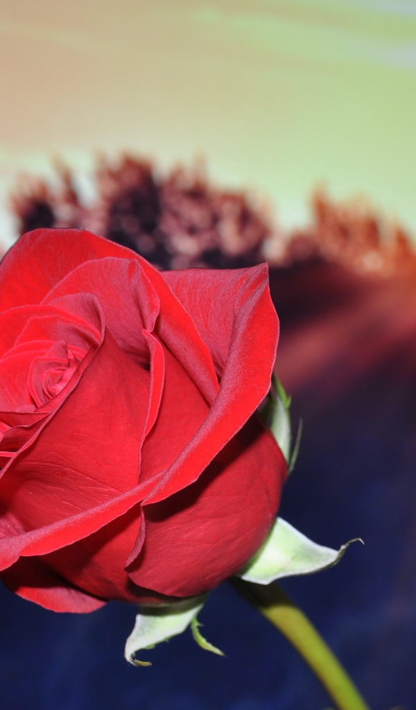 Алая роза в руке в лучах солнца